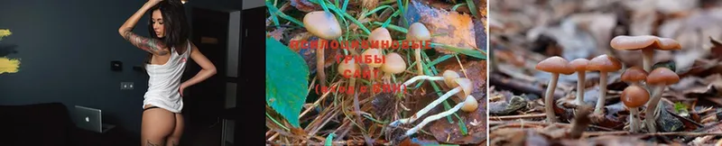 Галлюциногенные грибы Psilocybe  дарнет шоп  Арсеньев 